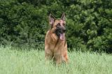 BERGER ALLEMAND 1213
